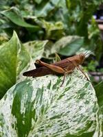 Beautiful grasshopper on natural green leaves background, closeup photo