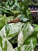 Beautiful grasshopper on natural green leaves background, closeup photo