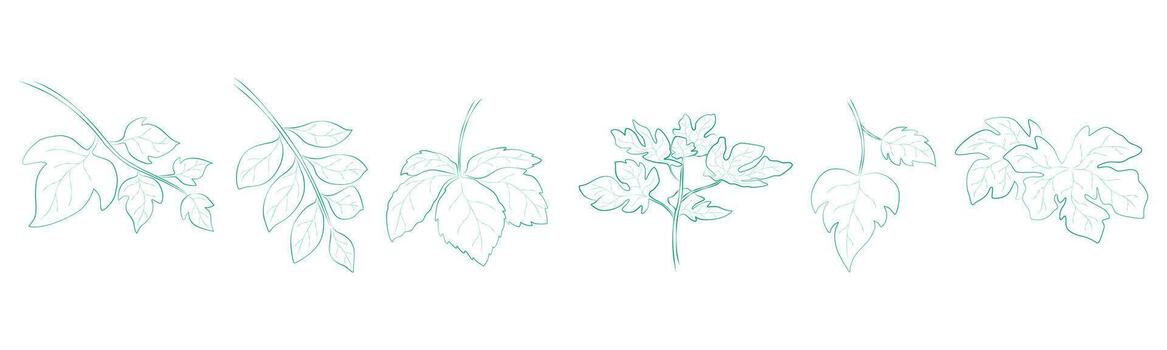 Leaf outline set that can be used in a variety of ways such as decorating cards, digital printing, fabric patterns, scrapbooking, paper patterns, sticker and more. vector