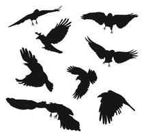 Raven, crow, corvus flight. Hover, soaring, landing, flying, flutter. Carrion crows in flight open wings vector