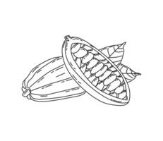 Sketch illustration of cocoa fruit with cocoa leaf. Cocoa drawing, Cocoa drawing pages vector