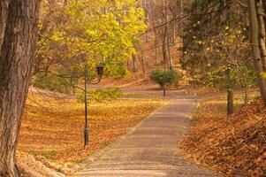Lane with pavement in autumn park photo