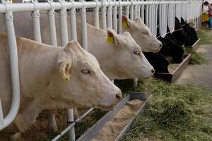 Purebred dairy cows standing in cowshed between and eating forage from feeder in cowfarm photo