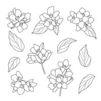 set of hand drawn of flowers isolated on white background. Outline bouquet leaves element clip art for design. Hand drawn contour lines. vector