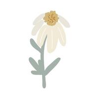 Daisy, isolated on a white background. Hand-drawn flower chamomile in a flat style. Design element for decoration, floral design asset vector