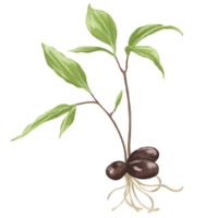 Seed sprout botanical illustration png