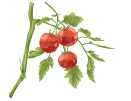 tomato fruit painting botanical illustration png