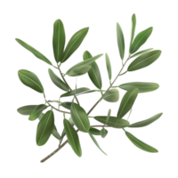 Olive branch with leaves on a transparent background. png
