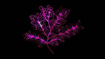 Neon frame effect branch of frankincense with its distinct leaves and resin Oman, glow, black background. video