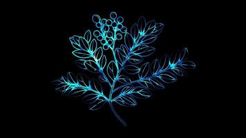 Neon frame effect branch of frankincense with its distinct leaves and resin Oman, glow, black background. video
