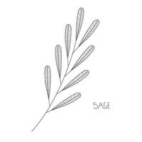 Sage herb doodle front view. Illustration wildflower line art. Hand drawing sage element for poster design, card, logo, etc. Sage icon. vector