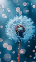Dandelion with flying seeds on blue background photo