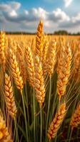 Wheat field on the background of the blue sky photo