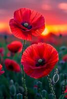 Red poppies in the field in evening light. beautiful nature background in the summertime photo