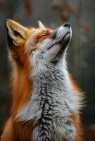 Red fox with its eyes closed and serene expression photo