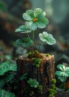 A close-up image of a clover plant growing on a tree stump in a forest, with dew drops on the leaves photo