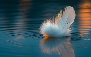 White feather floating on the water. A single white feather floating on the water photo