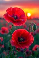 rojo amapola campo a el puesta de sol. dos rojo amapolas en el primer plano foto
