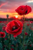 rojo amapolas en el campo en noche ligero. hermosa naturaleza antecedentes con flores a puesta de sol foto