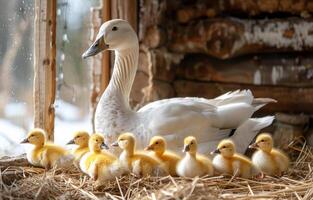 Duck with ducklings on the nest photo
