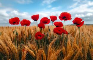 Red poppies in field of wheat. A photo of red poppies in the middle of a field with golden wheat