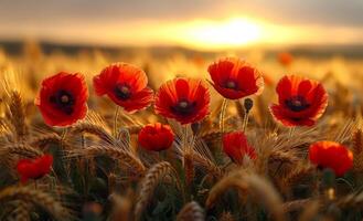 Red poppies in the field at sunset. A photo of red poppies in the middle of a field with golden wheat