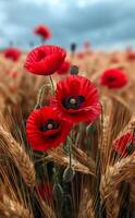 Red poppies in the field of wheat. A photo of red poppies in the middle of a field with golden wheat