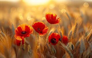 Red poppies in the field at sunset. A photo of red poppies in the middle of a field with golden wheat