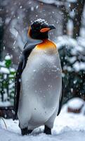 King penguin stands on the snow in the winter photo