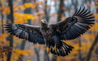 Hunting White-tailed Eagle Haliaeetus albicilla flying in the forest with wings spread. photo