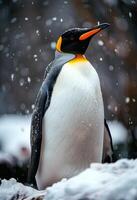 King penguin standing on rock in the snow photo