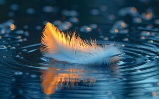 Feather floats on the water. A single white feather floating on the water photo