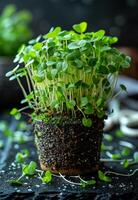Fresh cress salad in pot on dark background. A photo of micro greens growing in peat moss