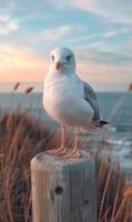 Seagull perched on wooden post with the ocean in the background photo