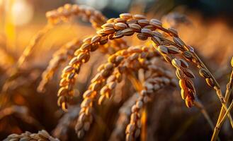 Golden ears of oats close up in the rays of the setting sun photo