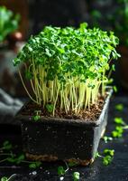 Fresh cress salad in pot on dark background. A photo of micro greens growing in peat moss