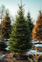 Small Christmas tree stands in the snow in field with other trees photo