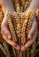 Hands holding wheat ears on background of wheat field photo