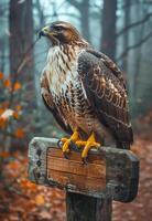 Hawk sitting on wooden sign in the forest photo