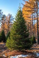 Young pine tree stands in forest clearing with other pine trees and blue sky in the background. photo