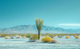 Lone cactus stands in the middle of desert with mountains in the background. photo