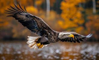 Eagle flying above the water with orange autumn forest in background. A bird of prey in action photo