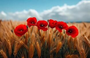 rojo amapolas en trigo campo. un rojo amapolas en el medio de un campo con dorado trigo foto