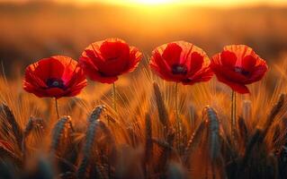 Red poppies in field in spring. A photo of red poppies in the middle of a field with golden wheat