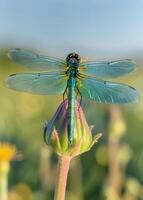 Dragonfly sitting on flower. A photo of an emerald dragonfly