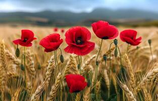 Red poppies in wheat field. A photo of red poppies in the middle of a field with golden wheat