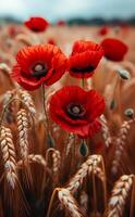 rojo amapolas en el campo. un foto de rojo amapolas en el medio de un campo