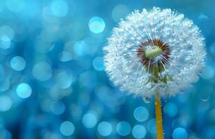 Dandelion on blue background. Dandelion with water drops on a blue background photo