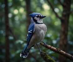 Sparrow, Eagle, Hawk, Owl, Pigeon, Crow, Robin, Parrot, Penguin, Flamingo, Swan, Hummingbird, Peacock, Woodpecker, Seagull, Toucan, Canary, Finch, Peli sitting on a branch in the natural green forest photo