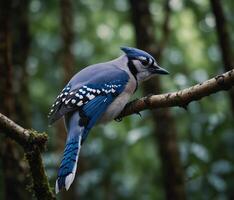 Sparrow, Eagle, Hawk, Owl, Pigeon, Crow, Robin, Parrot, Penguin, Flamingo, Swan, Hummingbird, Peacock, Woodpecker, Seagull, Toucan, Canary, Finch, Peli sitting on a branch in the natural green forest photo